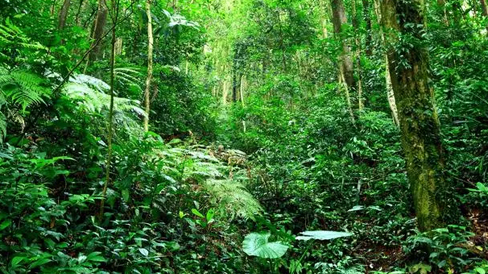 林长制系统解决计划